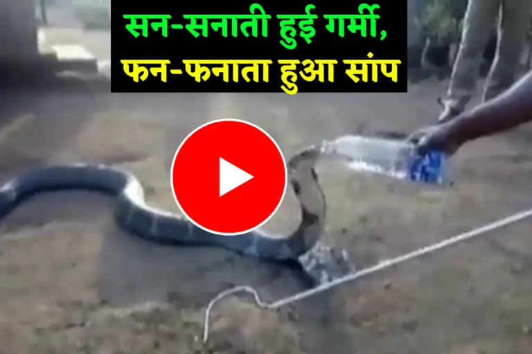 The Policemen Quenched The Thirsty King Cobra