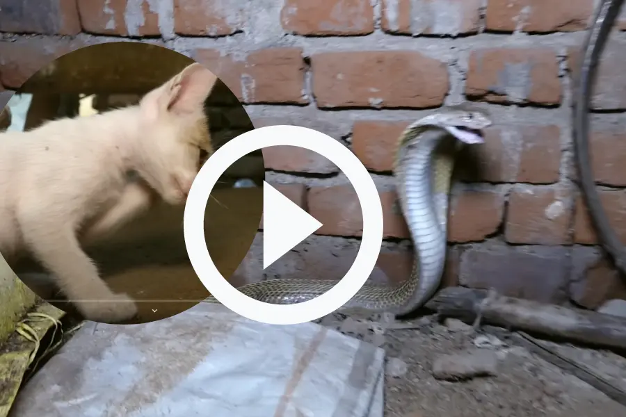 Snake And Cat Viral Video 2022