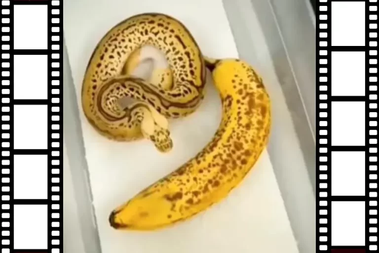 Snake Looks Like A Banana 2022