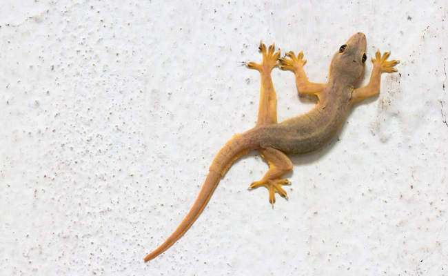 Home Remedies To Get Rid Of Lizards