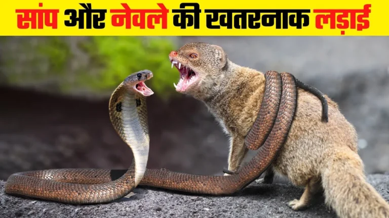Snake Mangoose Fight