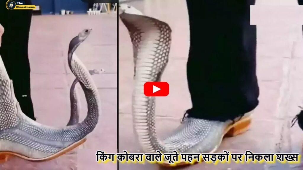 King Cobra Shoes Viral Video