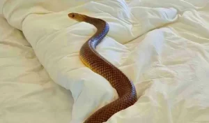 Snake Hiding In Blanket