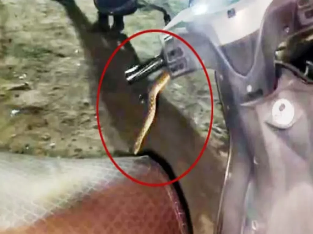 Dangerous Snake Appears From Moving Scooter