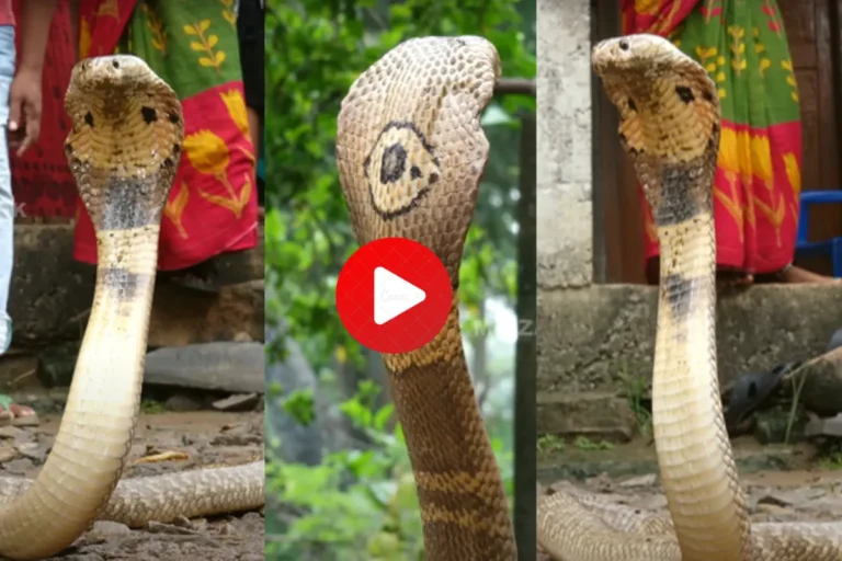 Very Unique Monocled Cobra
