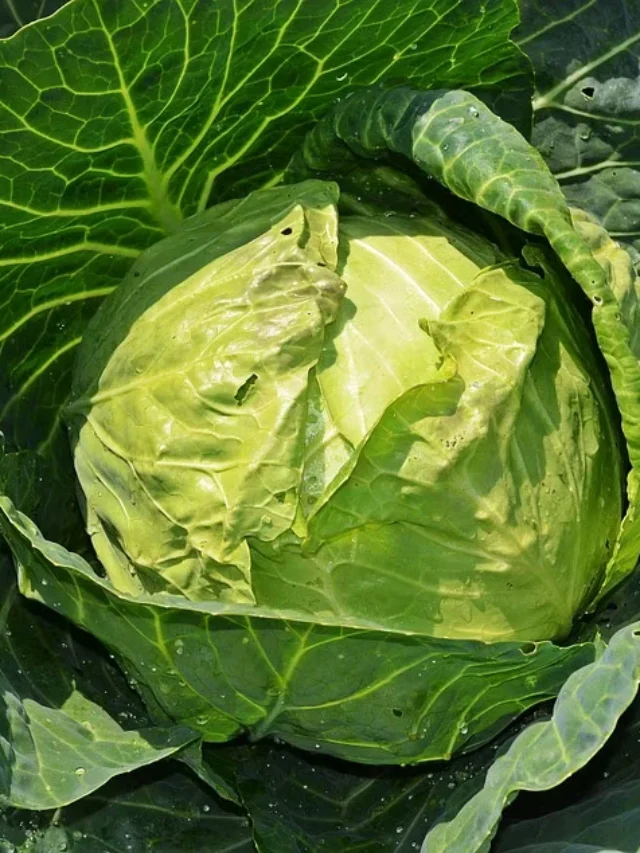 Cabbage Dangerous Tapeworm